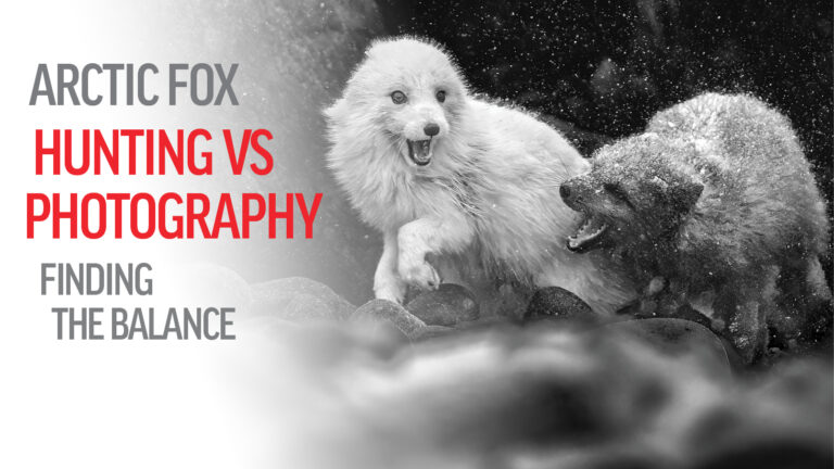 Arctic Fox Photography – The hunting problem