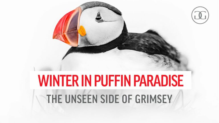 Winter in puffin paradise