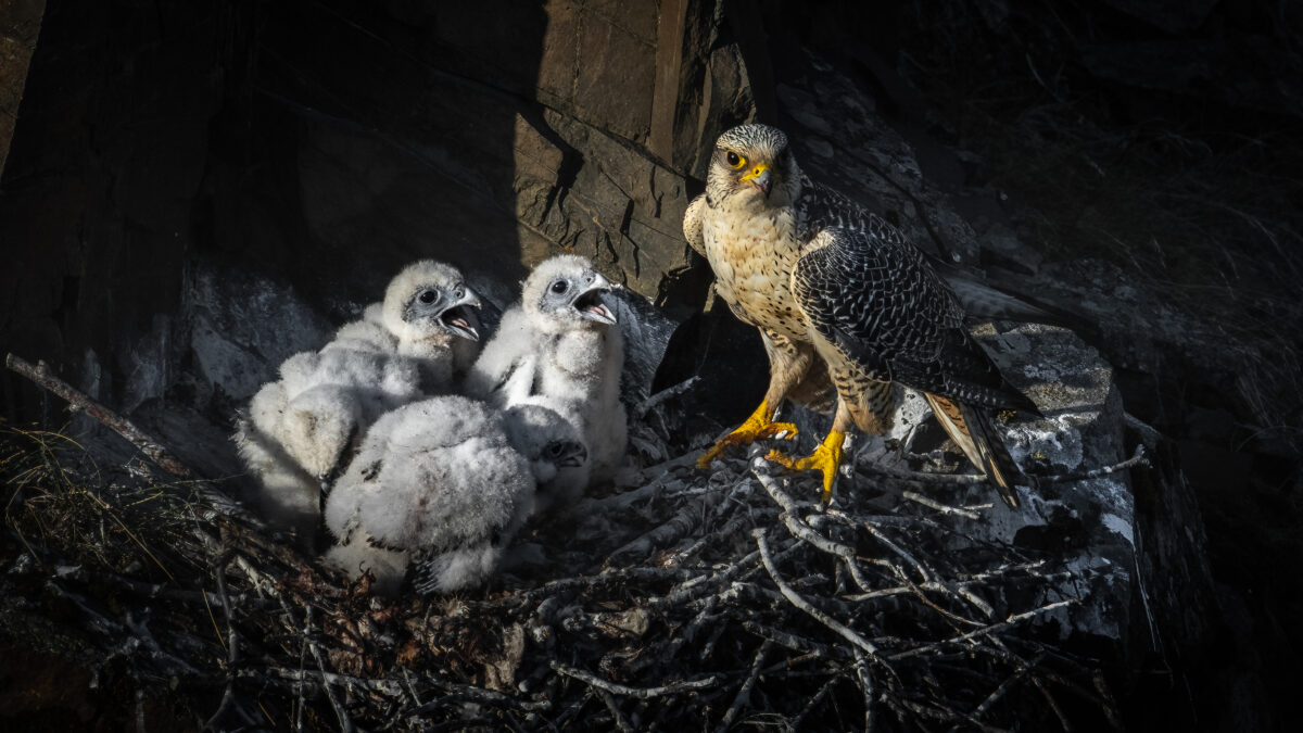 Gyrfalcons in a nest.