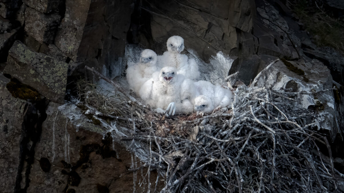 Gyrfalcon chicks in a nest.