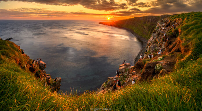 Dáleiðandi litadýrð á Sumarsólstöðum í Grímsey Puffins in the sunset.