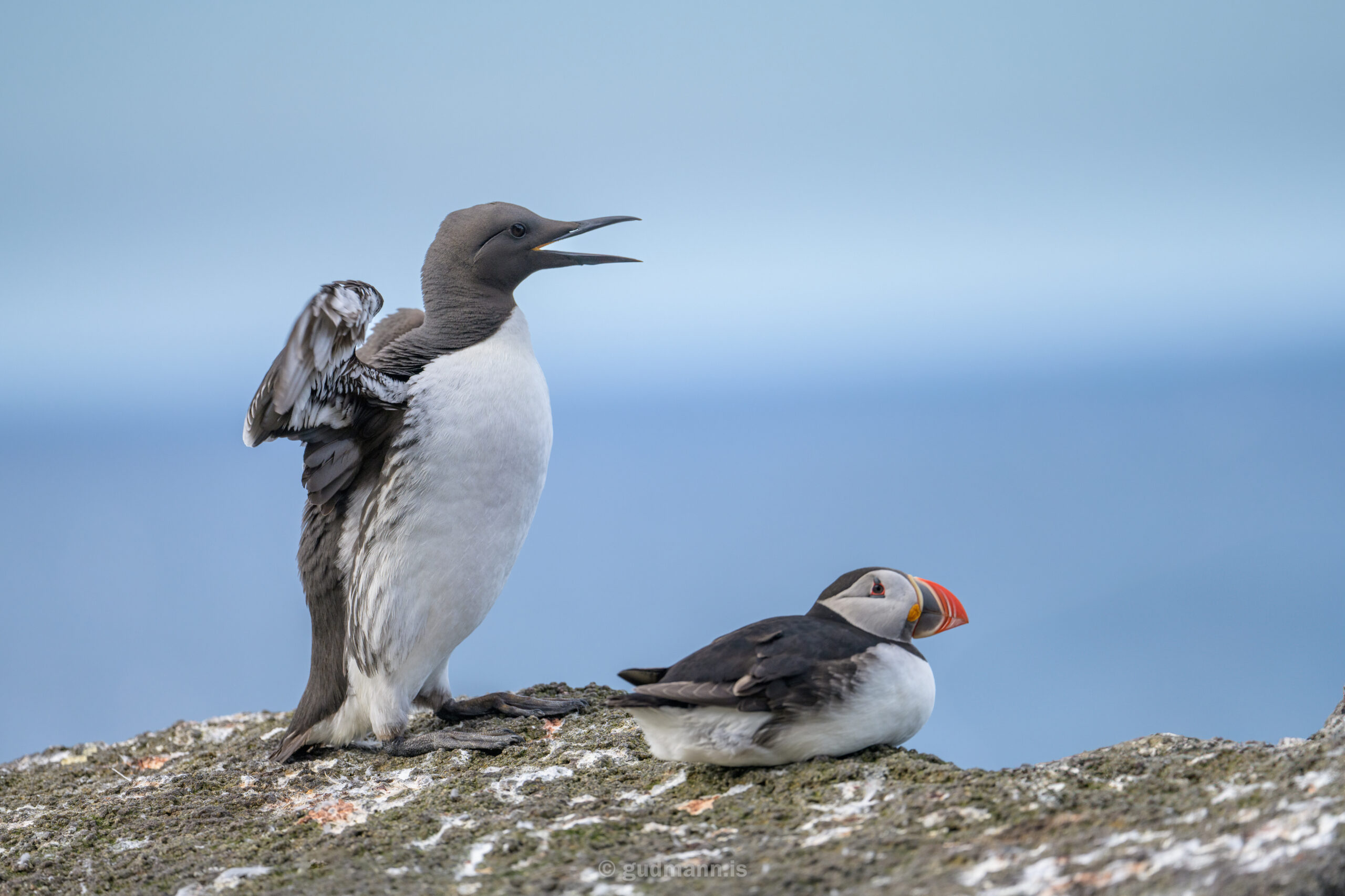 A puffin and a guillemot relaxing on a cliff. 