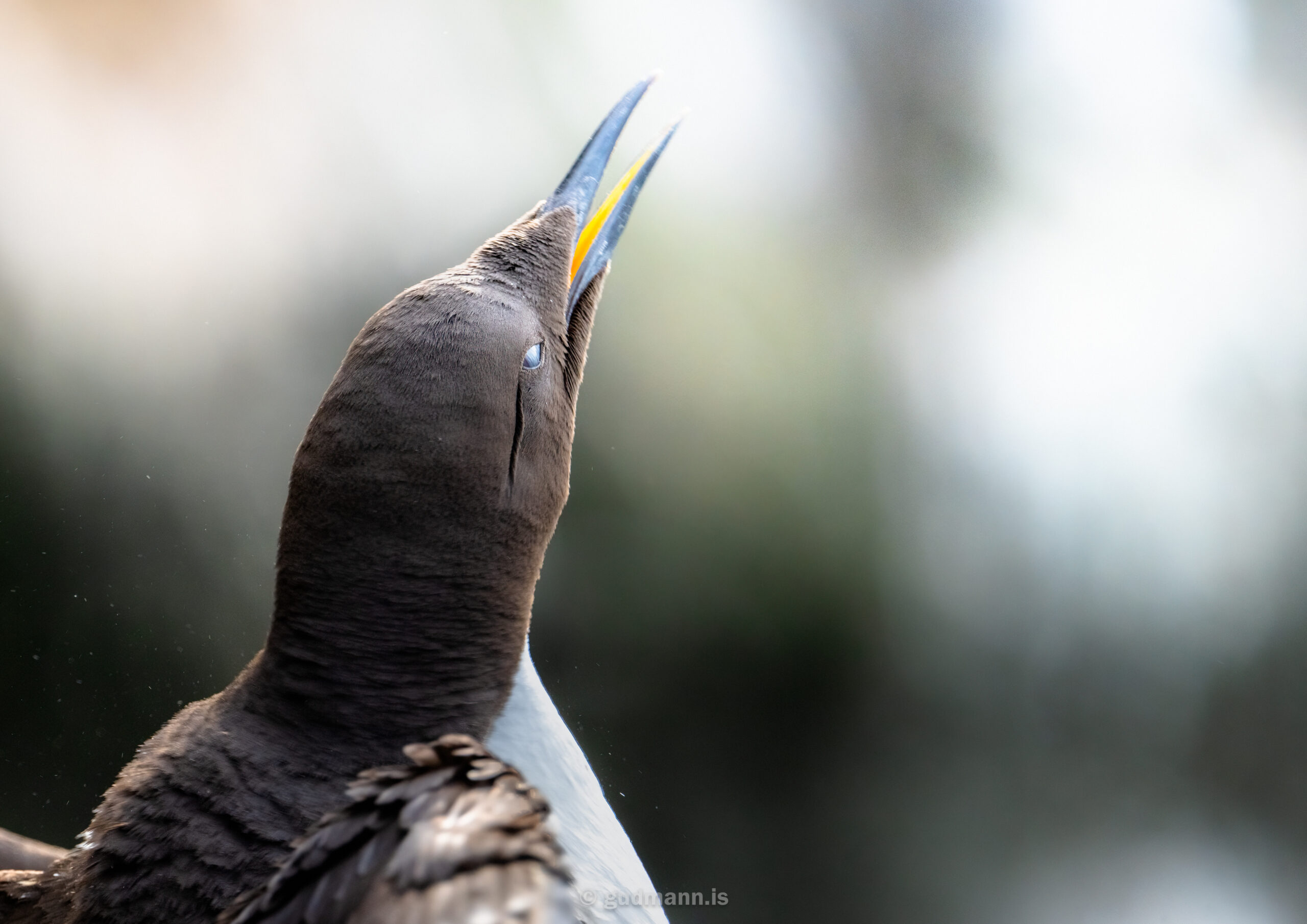 The guillemot and the emperor penguin are probably related. 
