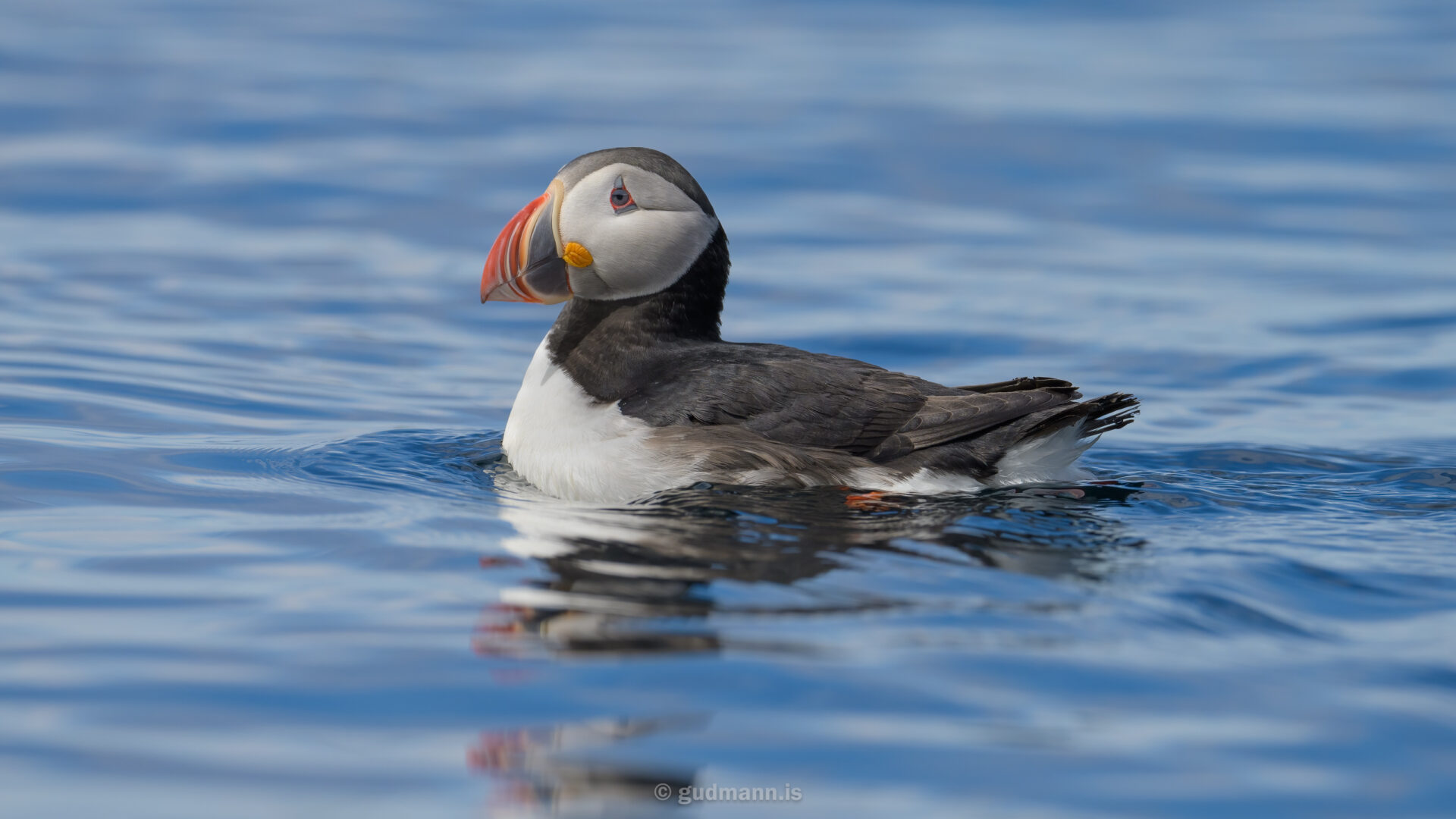 Bird photography from a kayak Photographing Iceland