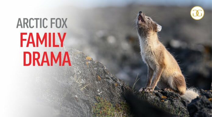 Photographing Arctic Fox Family Drama