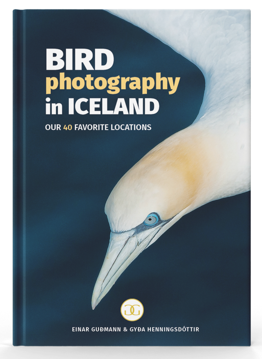 Bird Photography in Iceland - Our 40 Favorite Locations