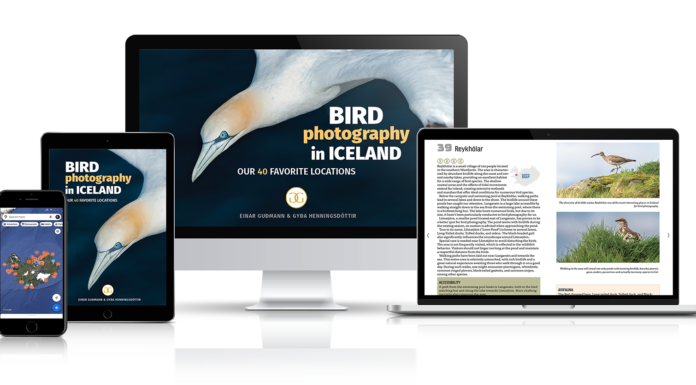 Bird Photography in Iceland: Our 40 Favorite Locations