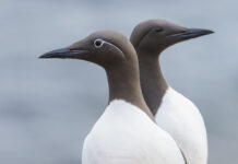 Impact of Visual Direction in Bird Photography