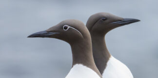 Impact of Visual Direction in Bird Photography