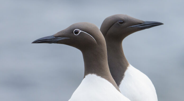 Sjónræn stefna í fuglaljósmyndun