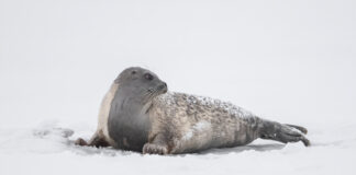 Subtle Factors That Can Ruin Sharpness in Photography