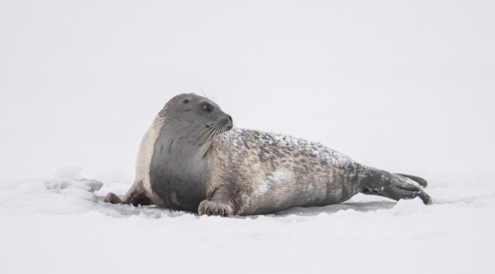 Lúmskar aðstæður sem geta eyðilagt skerpu í ljósmyndum