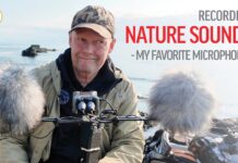 Recording Nature Sounds – My Favorite Microphones