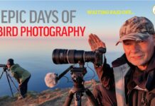 Seven epic days of bird photography