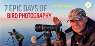 Seven epic days of bird photography