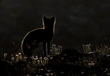 Why the days of no keepers are worth it in wildlife photography