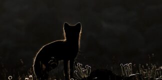 Why the days of no keepers are worth it in wildlife photography