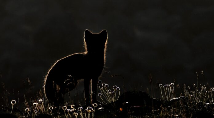 Why the days of no keepers are worth it in wildlife photography