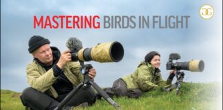 Mastering birds-in-flight photography