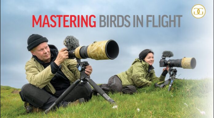Mastering birds-in-flight photography